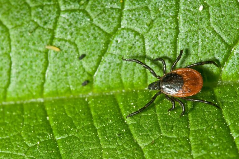 Stevia Kills Lyme Disease Pathogen Better Than Antibiotics (Preclinical